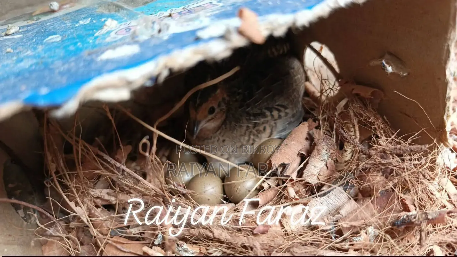 King Quail Bird
