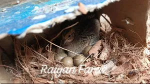 King Quail Bird
