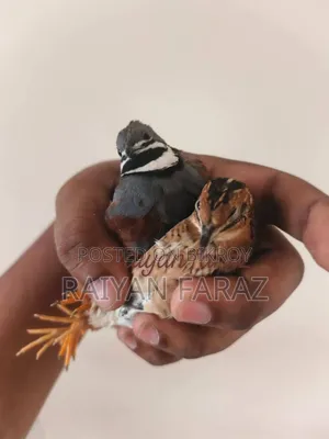 King Quail Bird