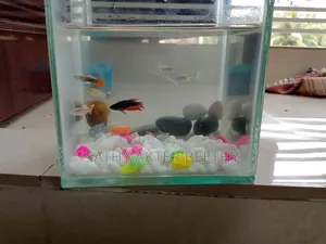 6 Guppy Fish + Aquarium