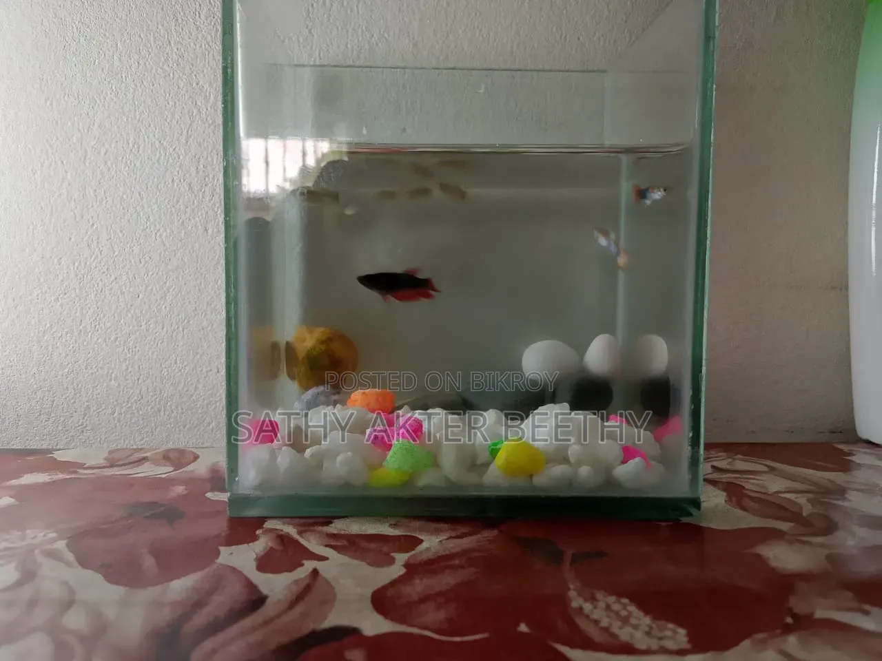 6 Guppy Fish + Aquarium