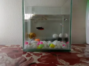 6 Guppy Fish + Aquarium
