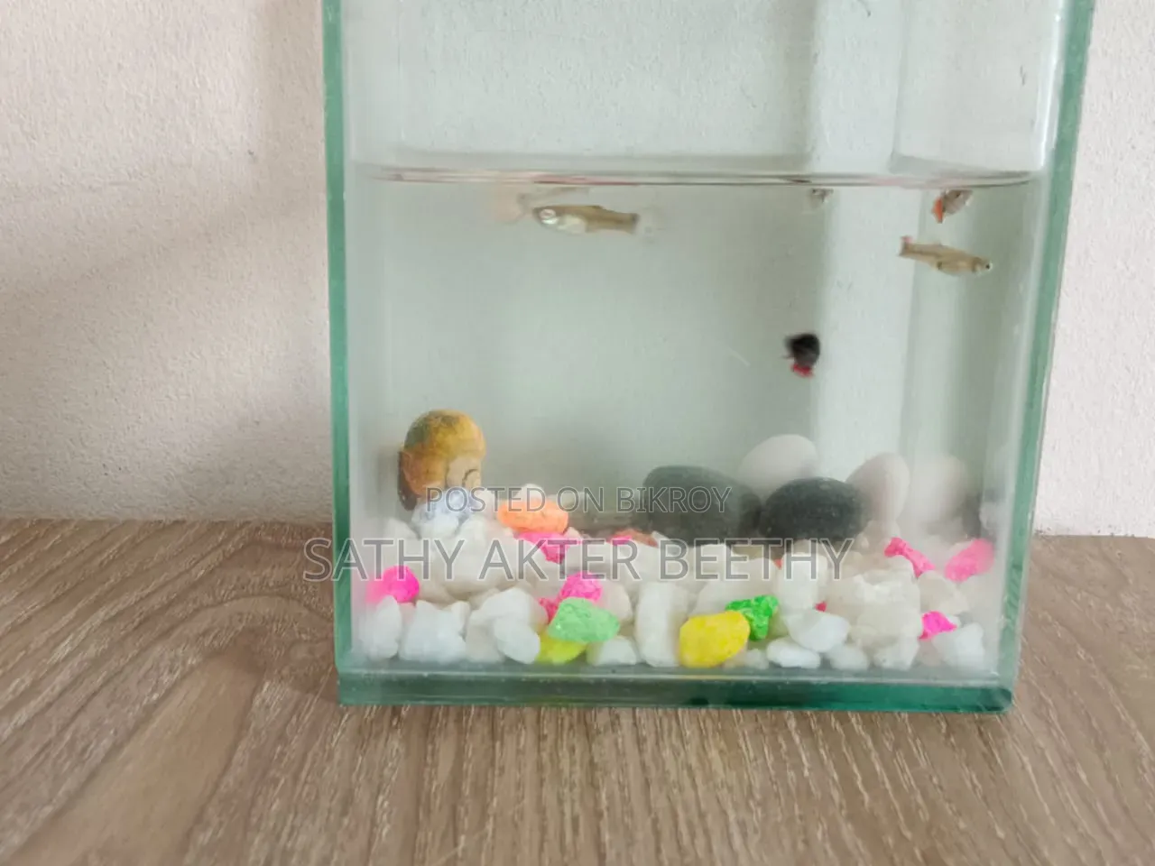 6 Guppy Fish + Aquarium