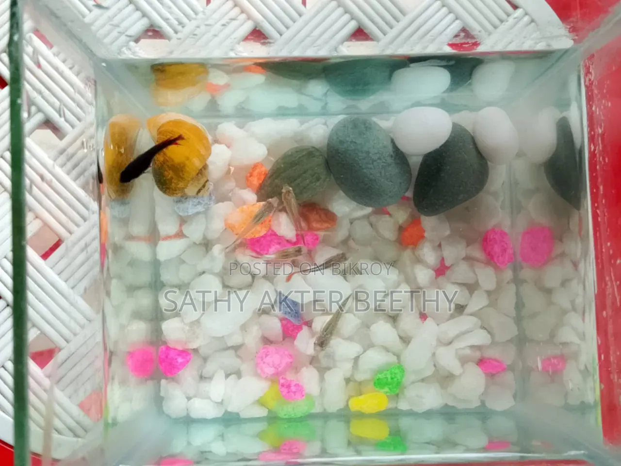 6 Guppy Fish + Aquarium