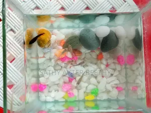 6 Guppy Fish + Aquarium