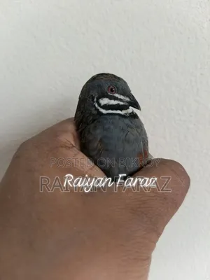 King Quail