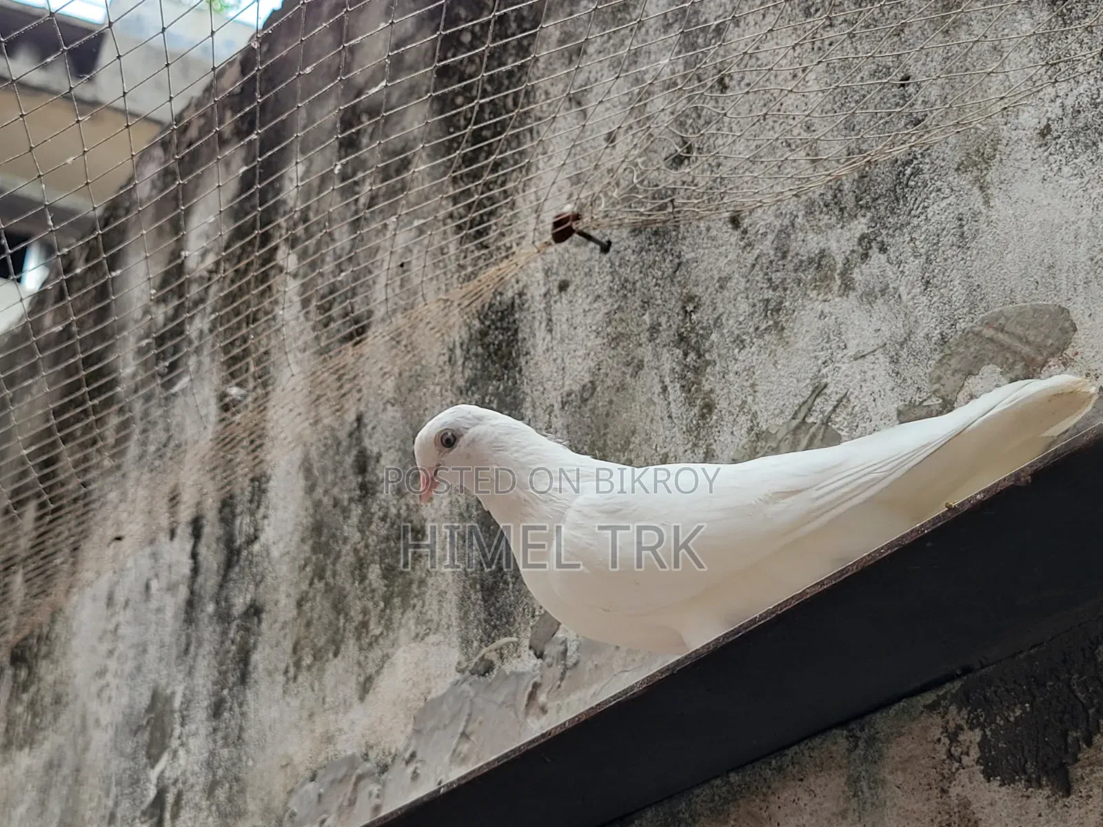 মাদি কবুতর