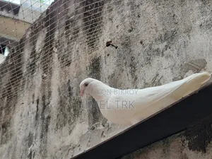 মাদি কবুতর