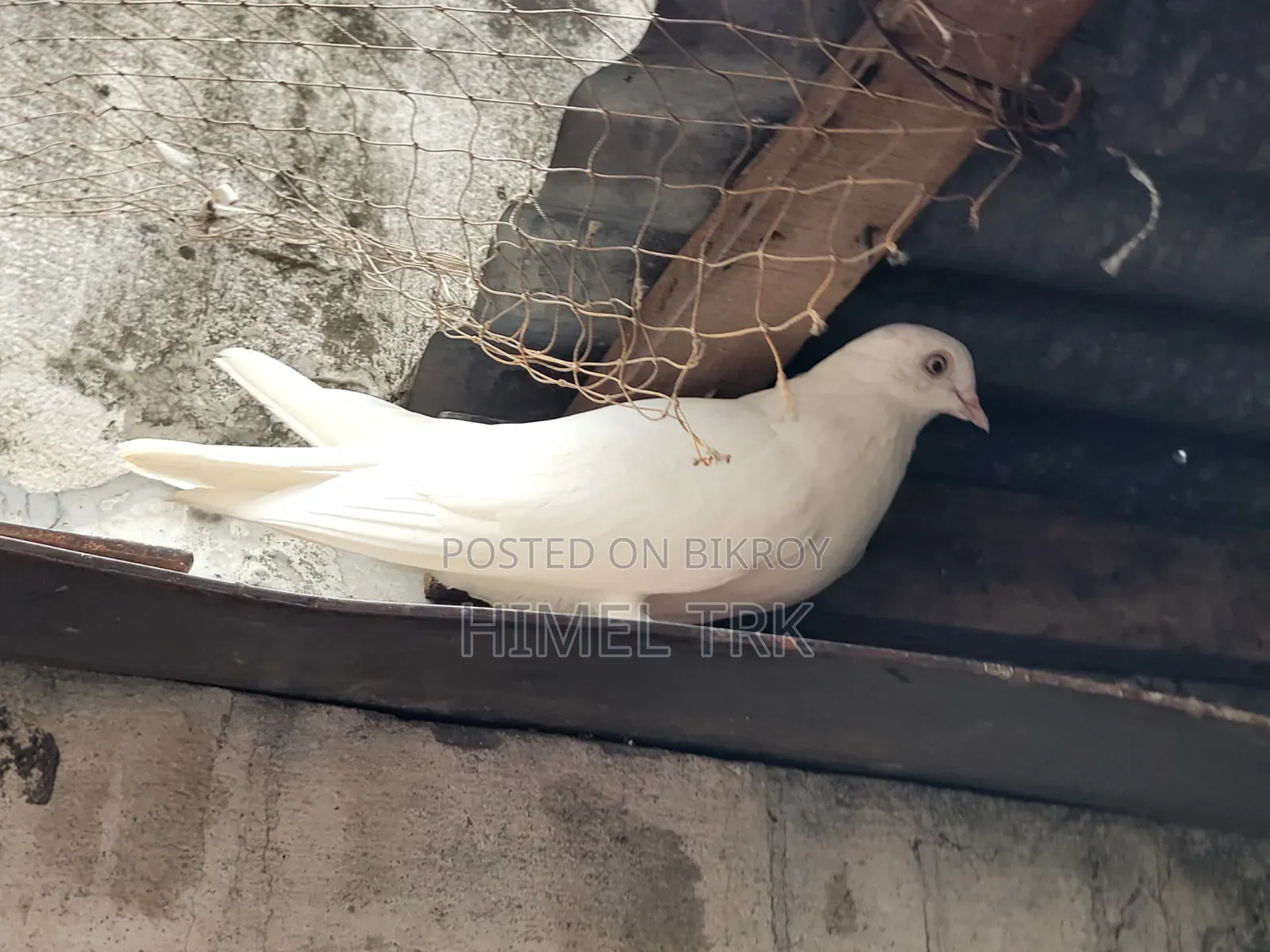 মাদি কবুতর