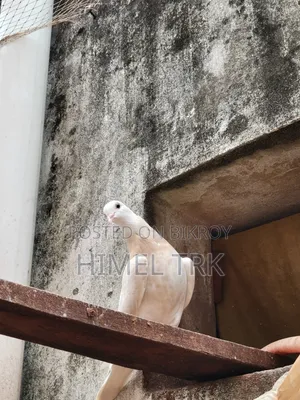 মাদি কবুতর
