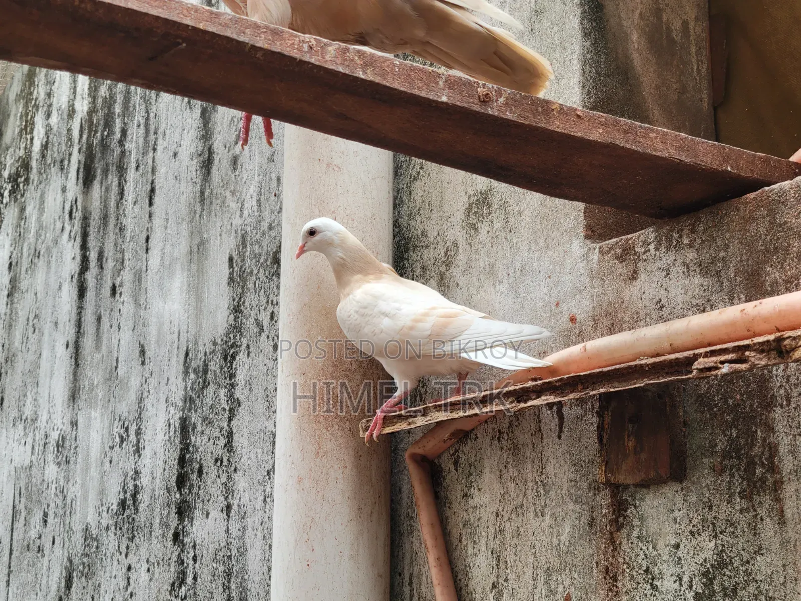 মাদি কবুতর