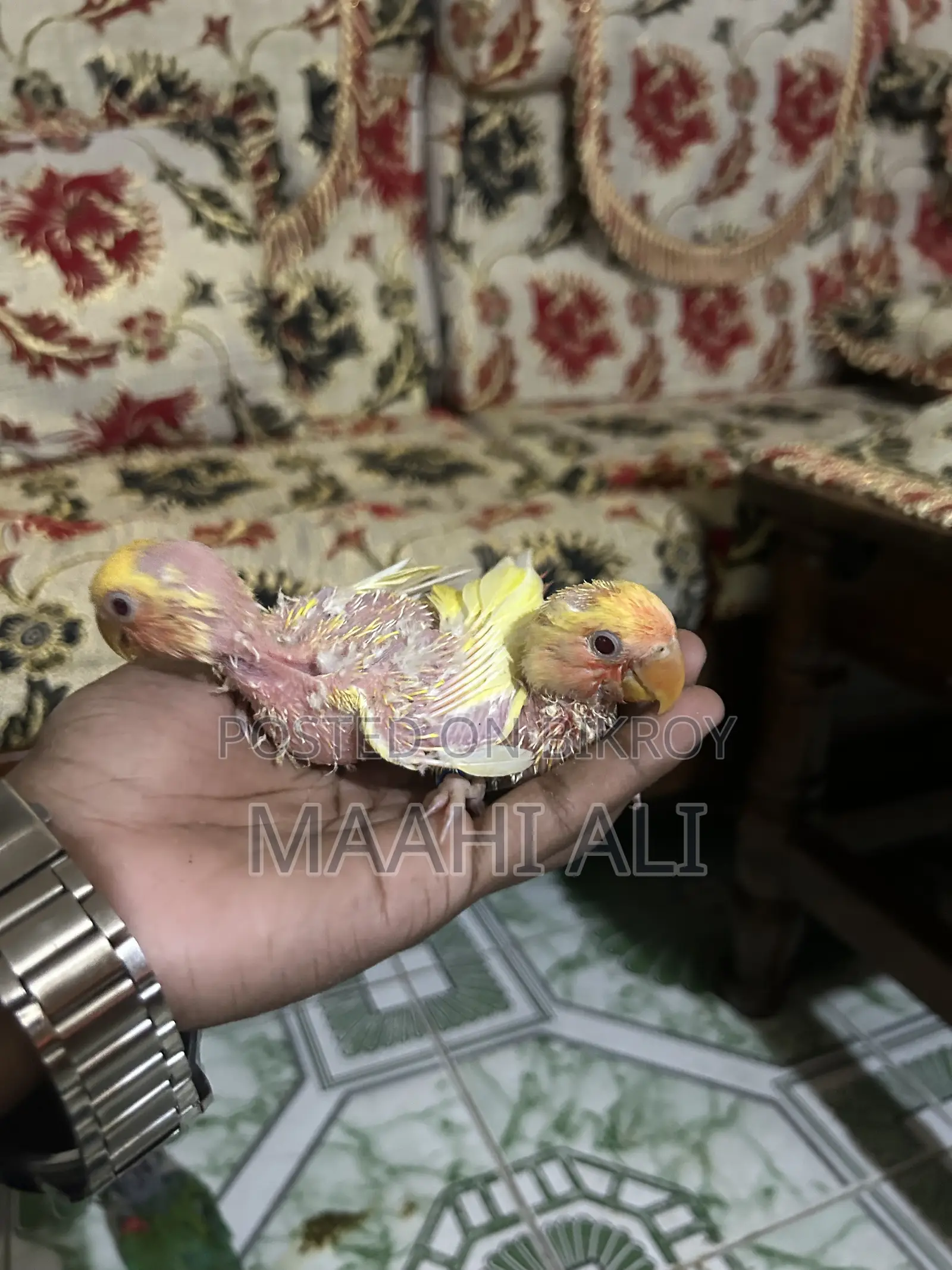 টেম সাইজ বেবিস ফর সেল