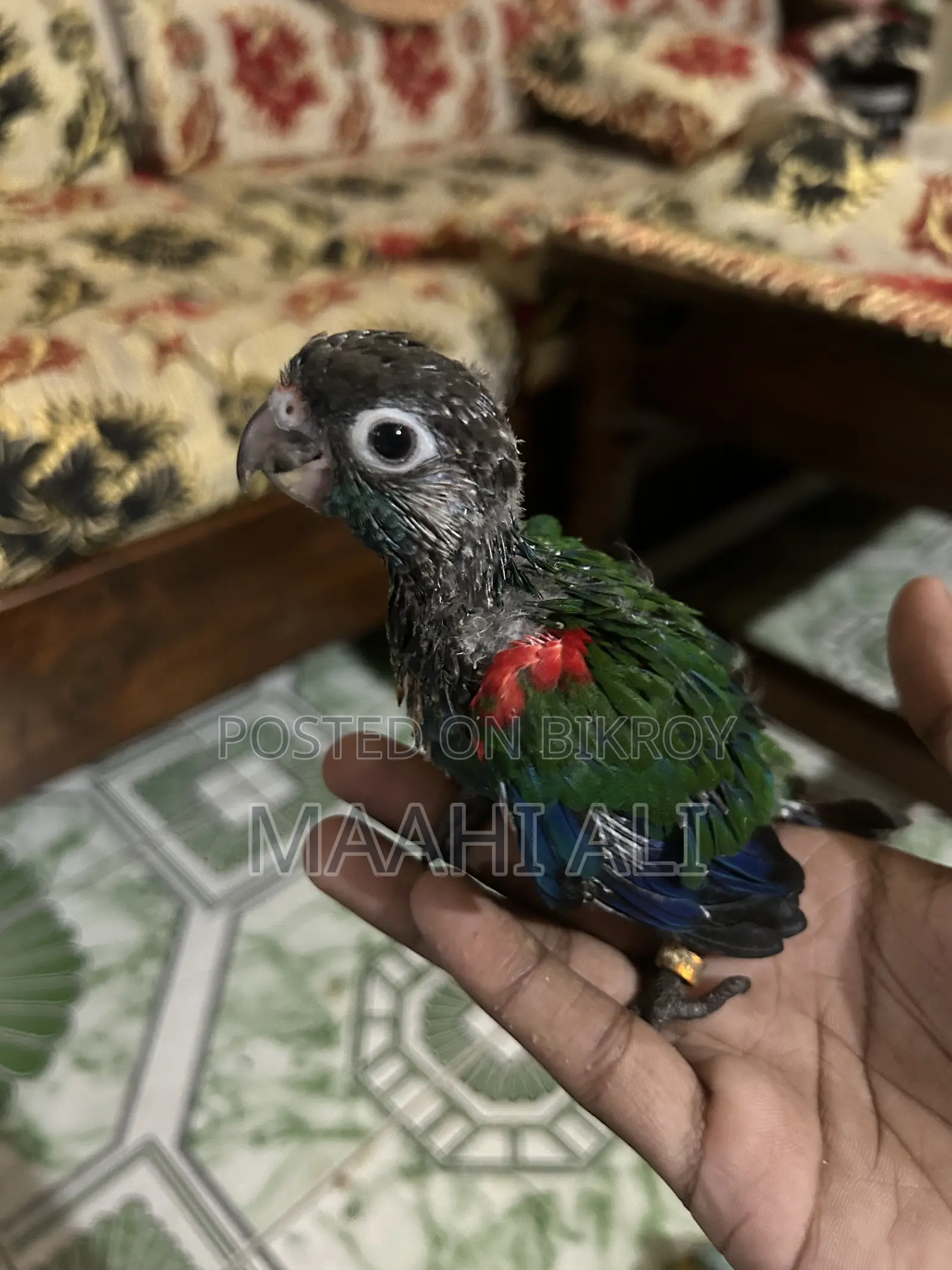টেম সাইজ বেবিস ফর সেল