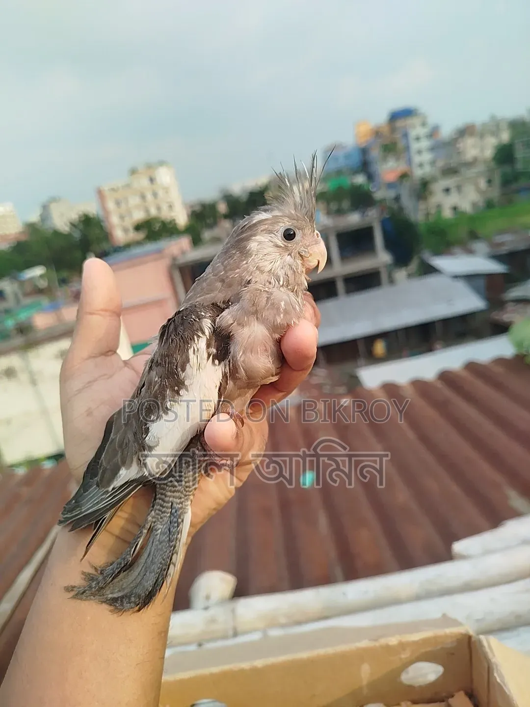 ককালেট বেবী