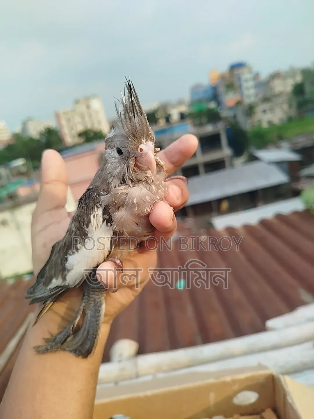 ককালেট বেবী