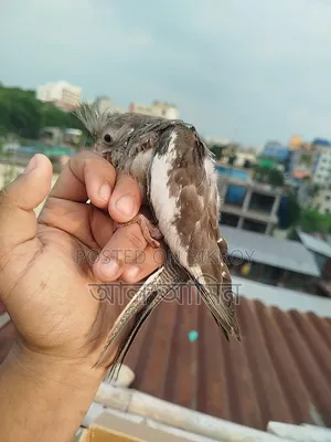 ককালেট বেবী