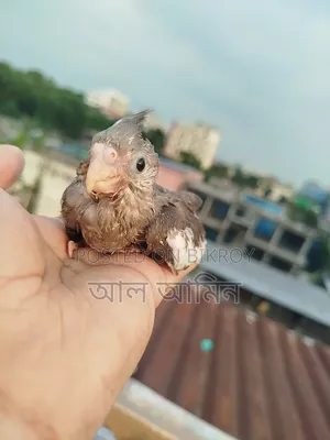 ককালেট বেবী