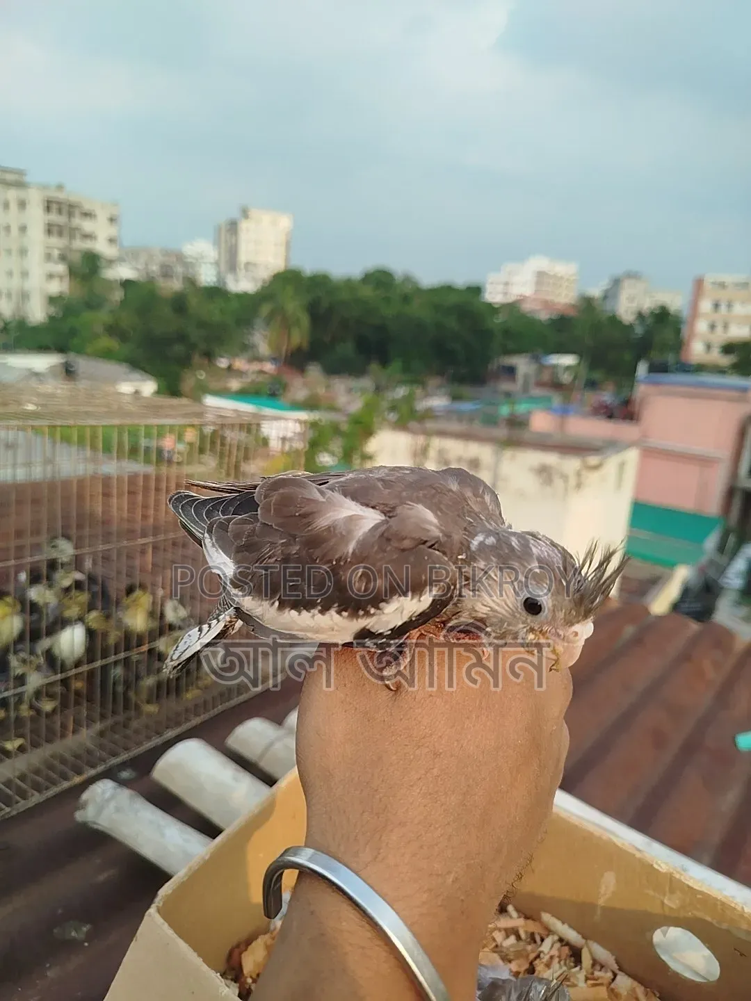 ককালেট বেবী