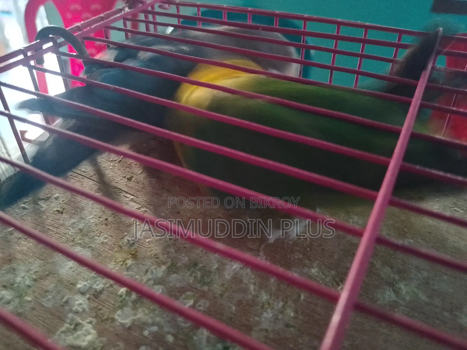 Love Bird