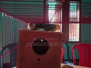 Love Bird