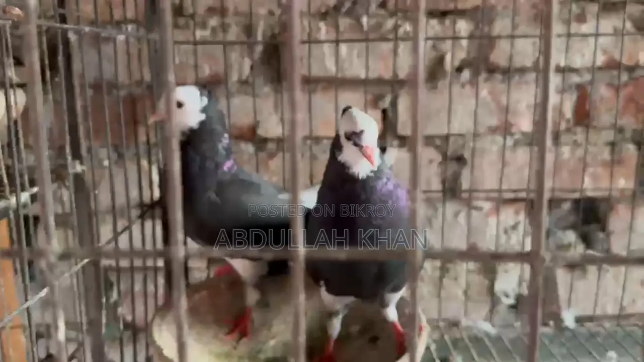 A Pair of Rajgolla Pigeons