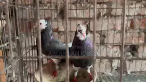A Pair of Rajgolla Pigeons