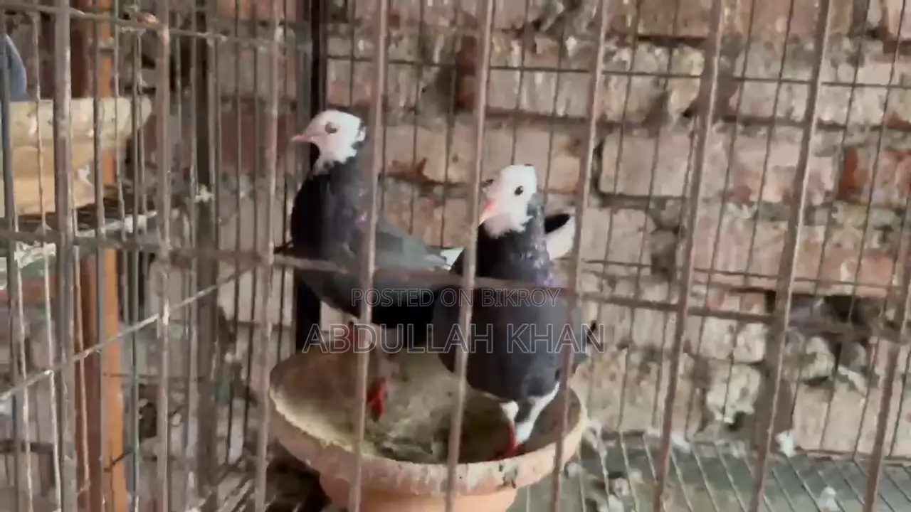 A Pair of Rajgolla Pigeons