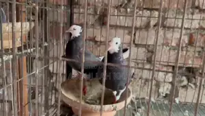 A Pair of Rajgolla Pigeons