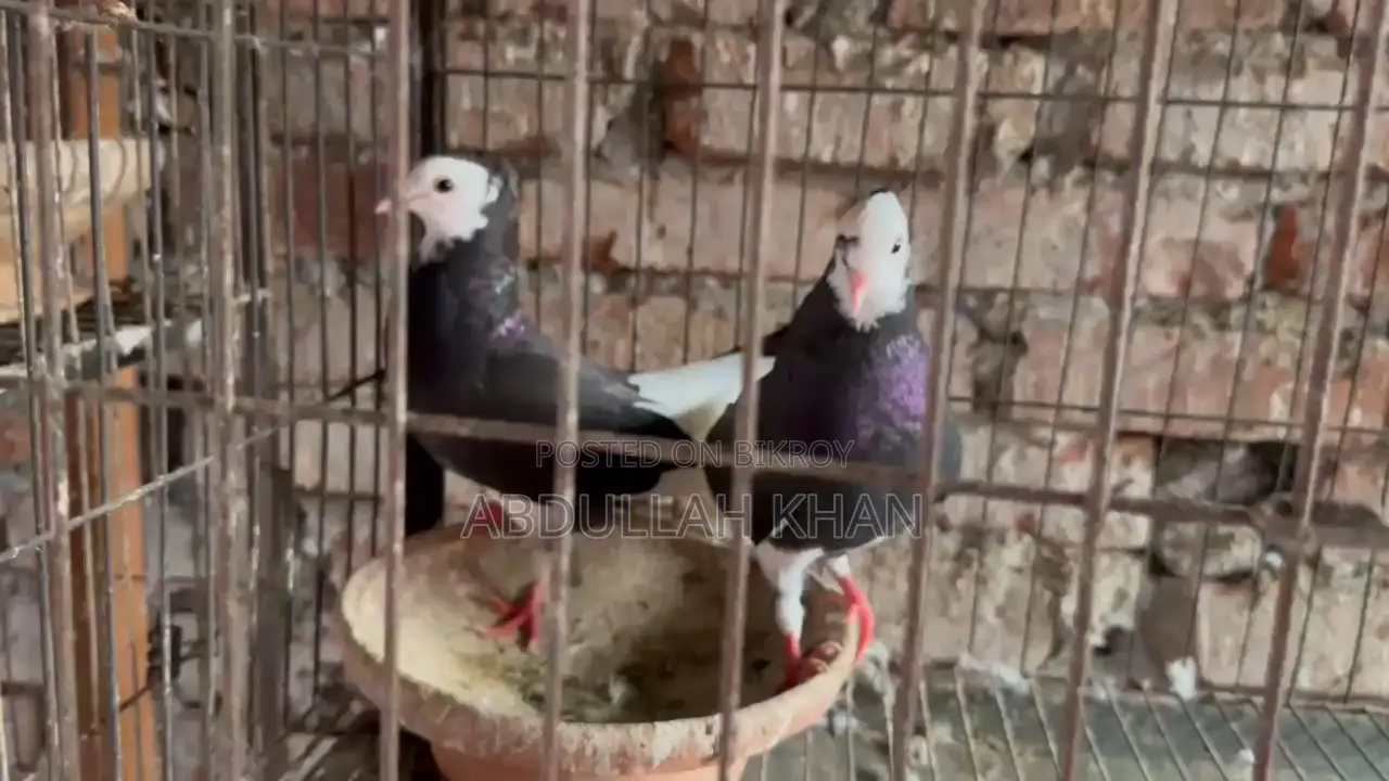 A Pair of Rajgolla Pigeons