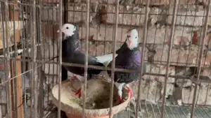 A Pair of Rajgolla Pigeons