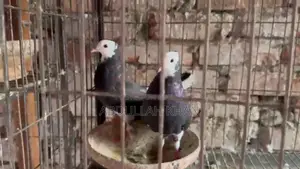 A Pair of Rajgolla Pigeons