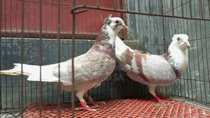 Red Raj Golla Pigeon