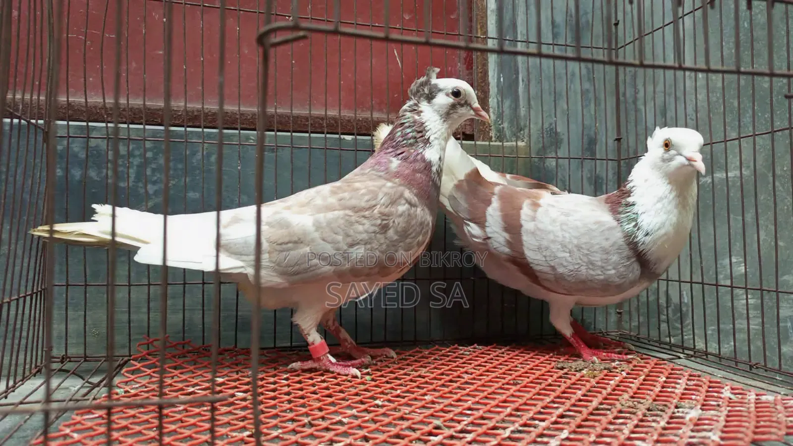 Red Raj Golla Pigeon