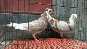 Red Raj Golla Pigeon