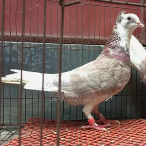 Red Raj Golla Pigeon