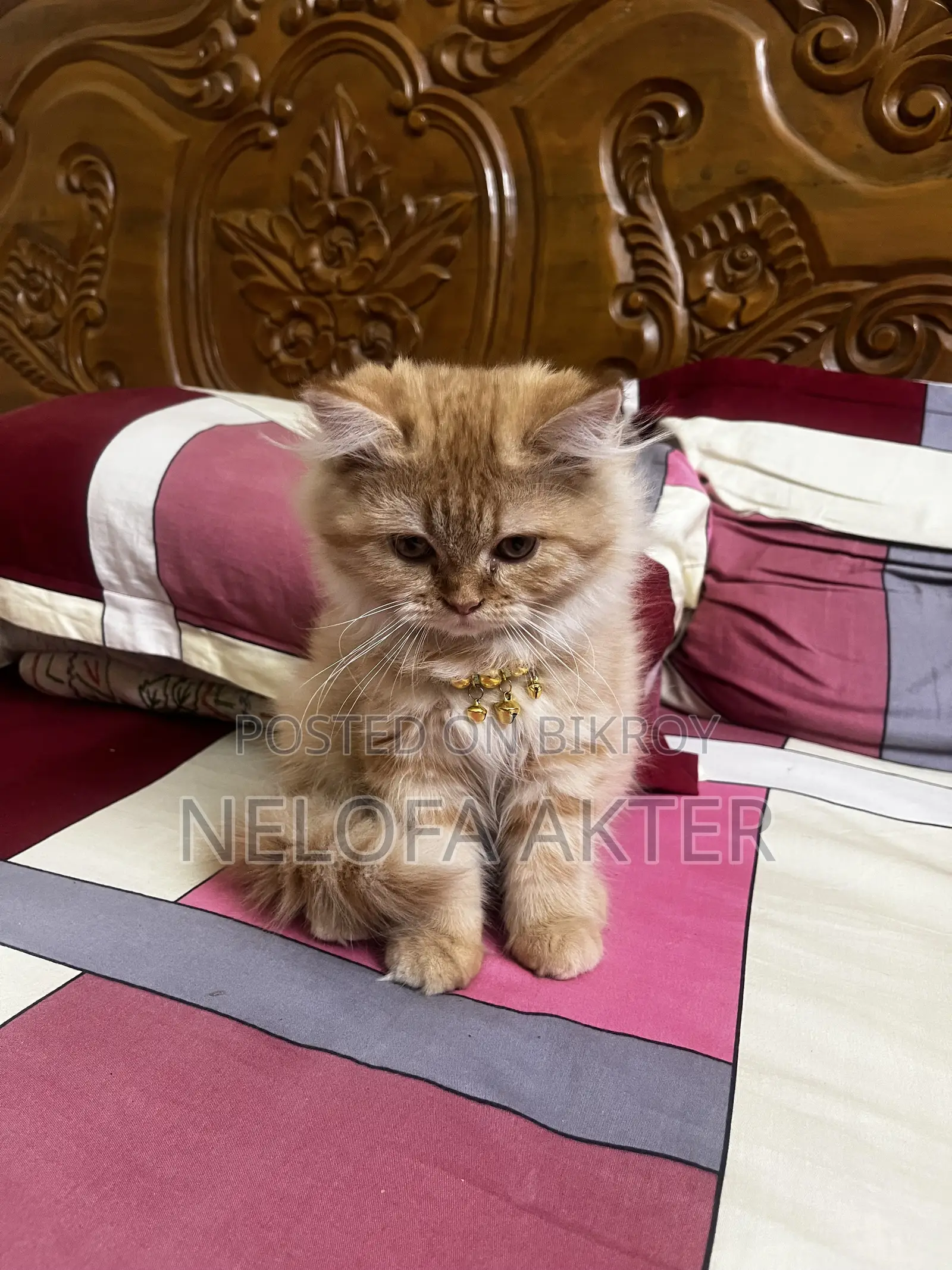 3-6 months Female Purebred Persian