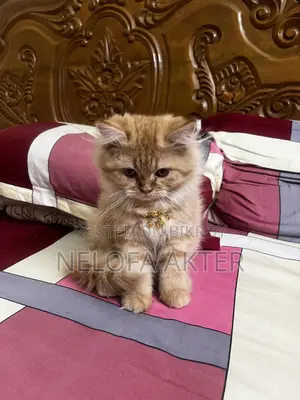 3-6 months Female Purebred Persian