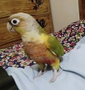 পাইনঅ্যাপল কনুর টেমড - কনুর