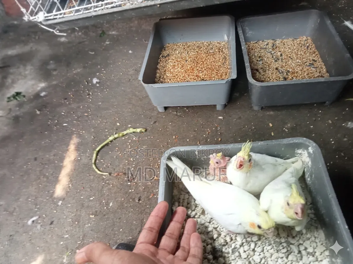 Cockatiel Baby