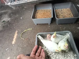 Cockatel Baby