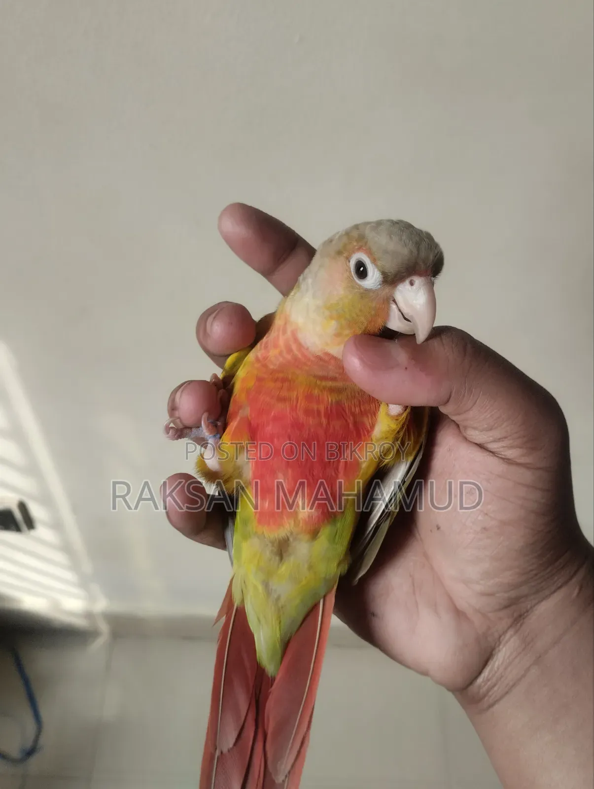 পাইনঅ্যাপল কনুর টেমড - কনুর