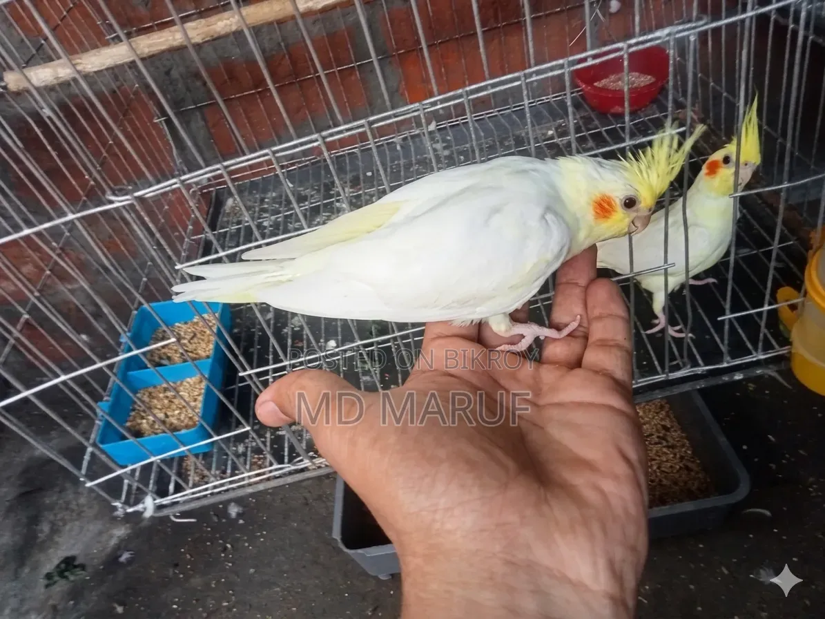Cockatiel Baby