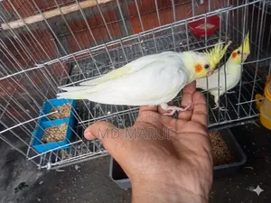 Cockatiel Baby
