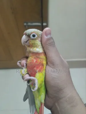 পাইনঅ্যাপল কনুর টেমড - কনুর