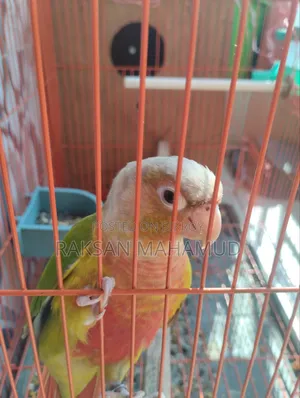 পাইনঅ্যাপল কনুর টেমড - কনুর