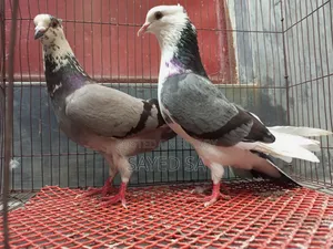 Black Raj Golla ,