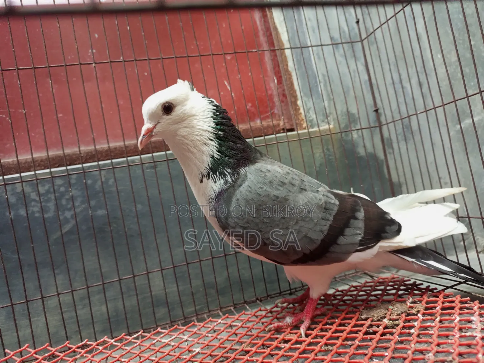 Black Raj Golla ,