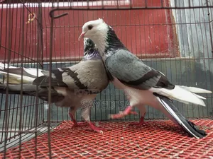 Black Raj Golla ,