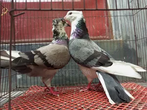 Black Raj Golla ,