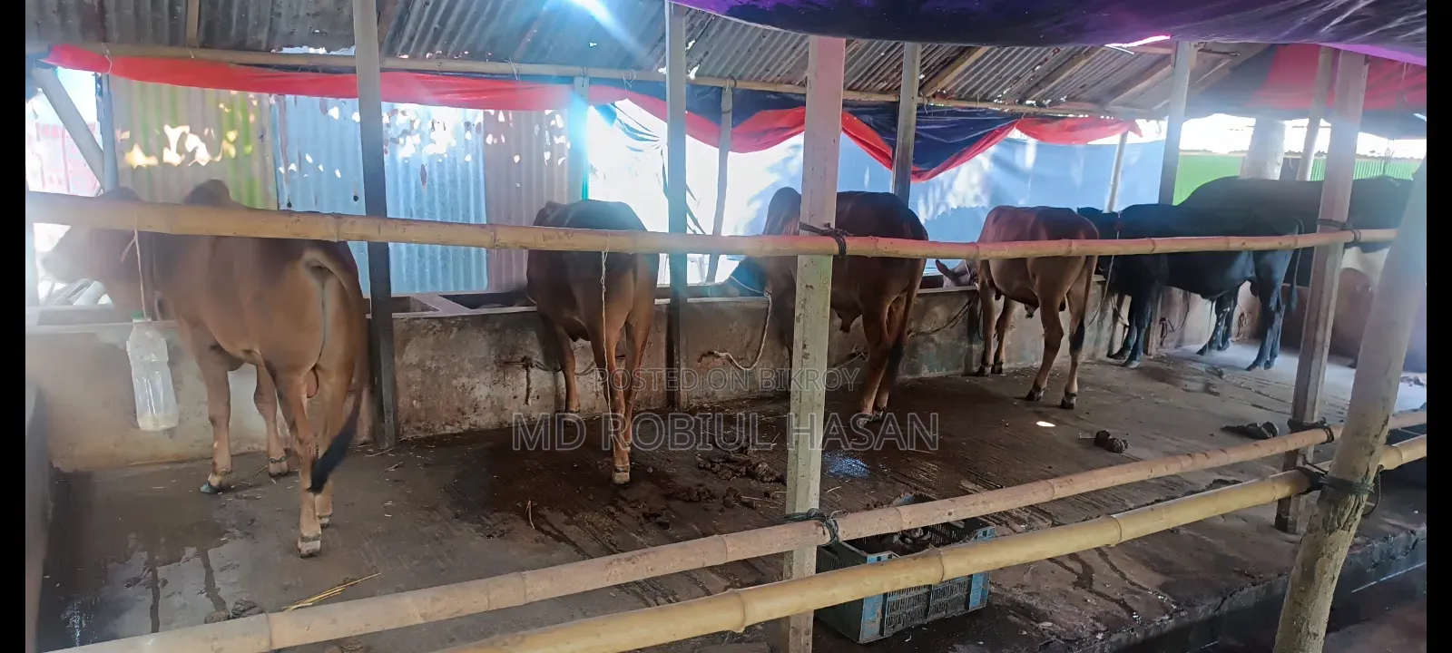 ২০২৭ সাল টার্গেট ১৩ টা শাহীওয়াল ষাড় এবং ১ টি দুধের গাভী বিক্রি হবে।